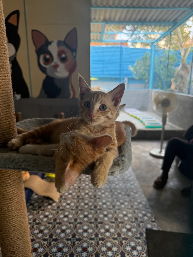 Cat 1