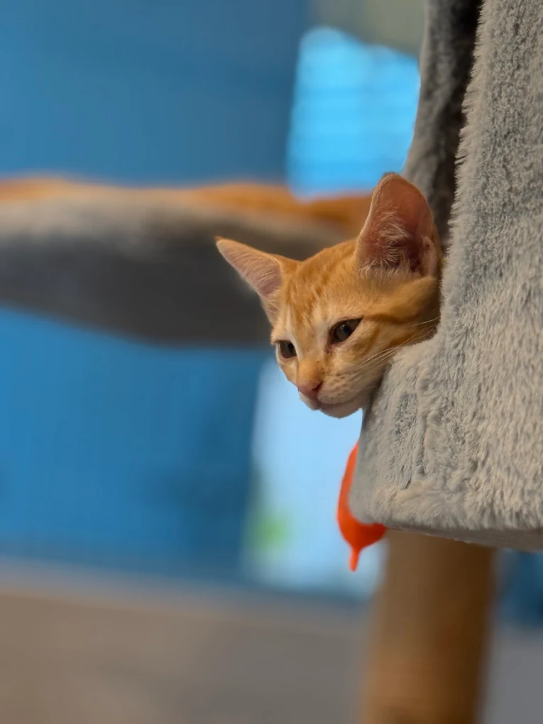 Cat 2