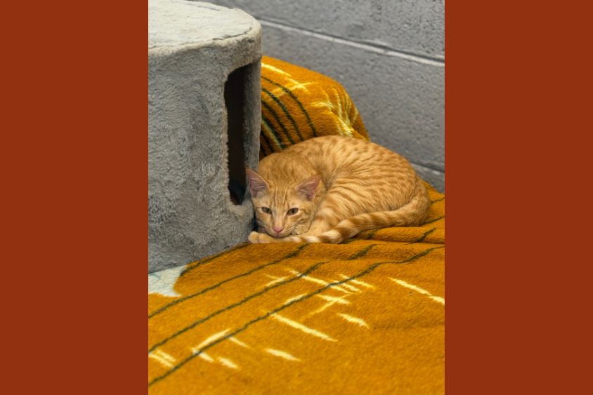 Praana Animal Foundation